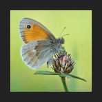 *Small Heath*