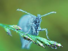 Small Heath 