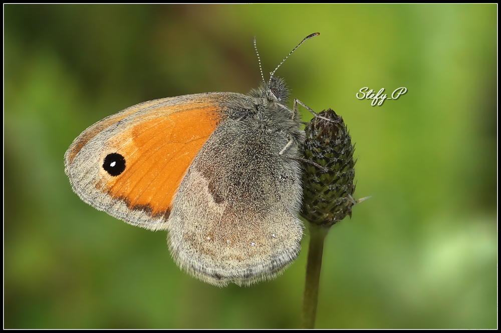 Small Heath - Ninfa minore