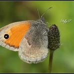 Small Heath - Ninfa minore