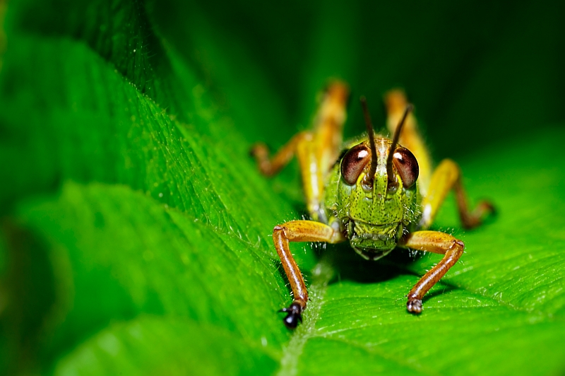 Small Jumper von Augenblicke Photo Design by Alex Wurditsch