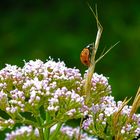 Small ladybeetle