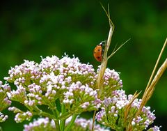 Small ladybeetle