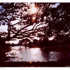 Small lake in Anuradhapura, Sri Lanka