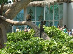 Small Monkeys in the Zoo