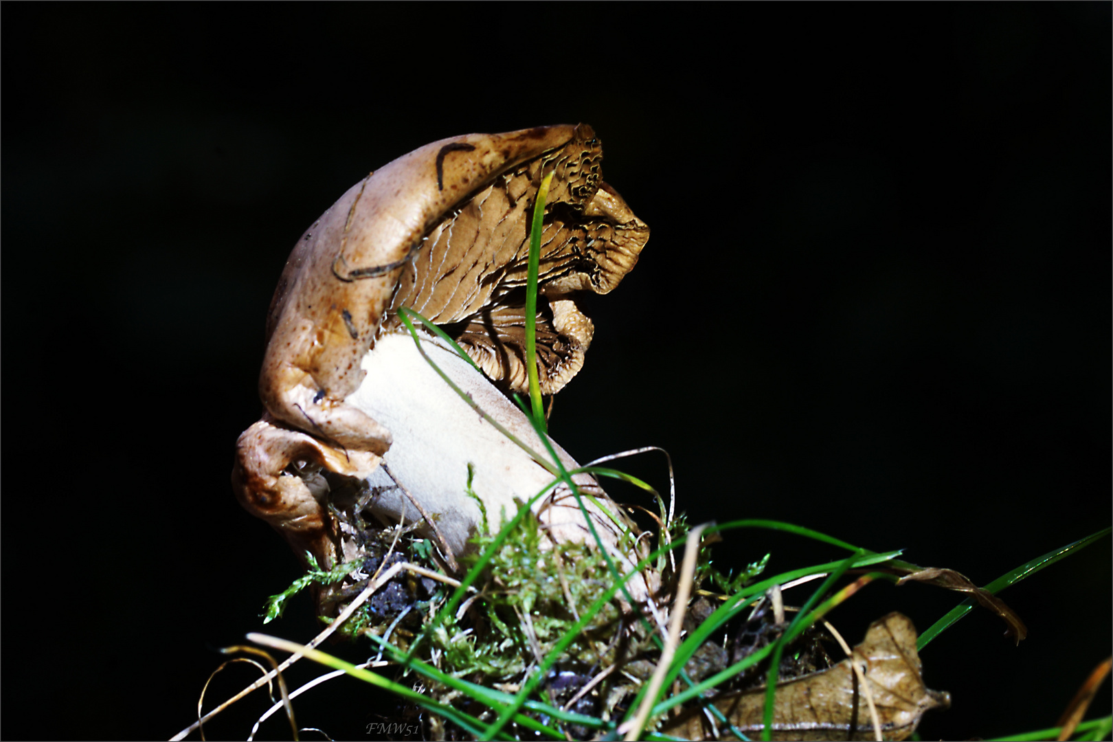 Small mushroom