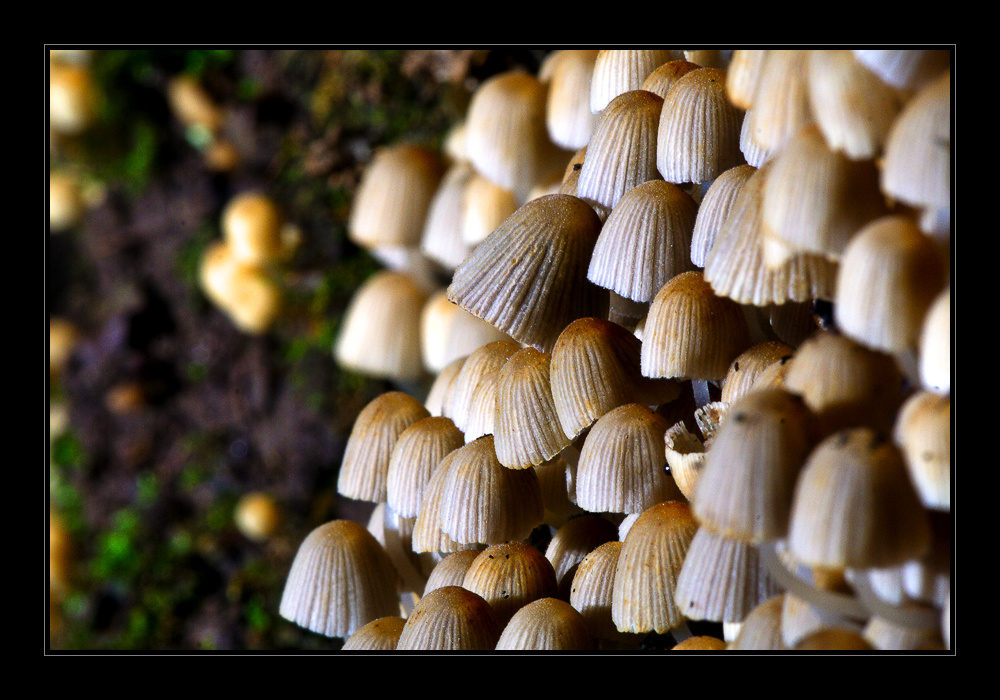 small mushrooms