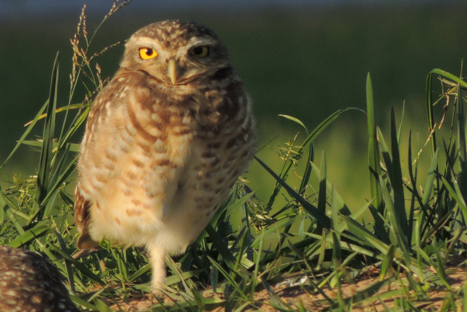 Small owl at sunset light