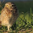 Small owl at sunset light