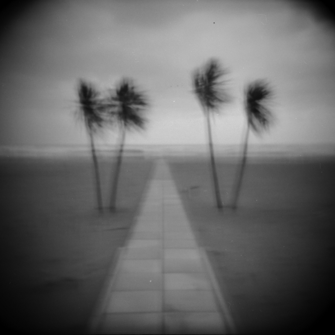 small palms