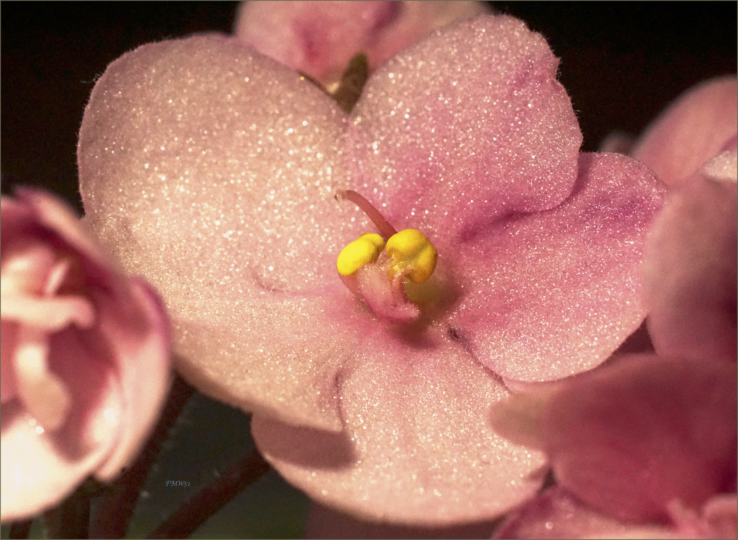 Small Pink Beauty