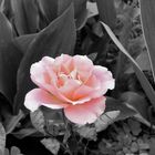 Small pink rose