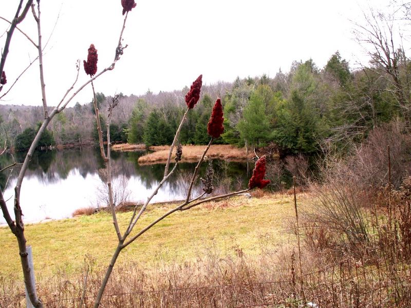 Small pond in Rock Hill NY Konica-Minolta digital