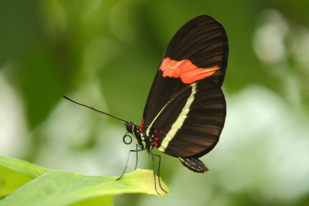 Small Postman Butterfly