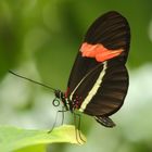 Small Postman Butterfly