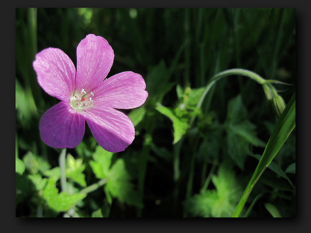 Small purple flower photo & image | plants, fungi ...