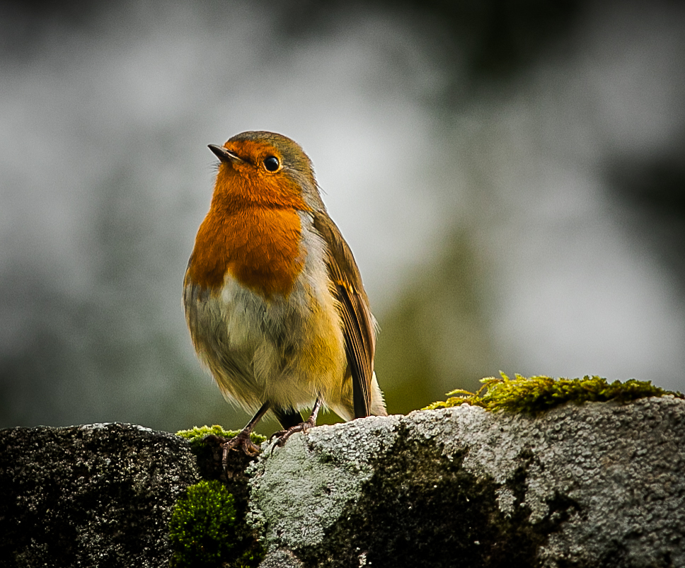 …small Robin…