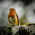 …small Robin…