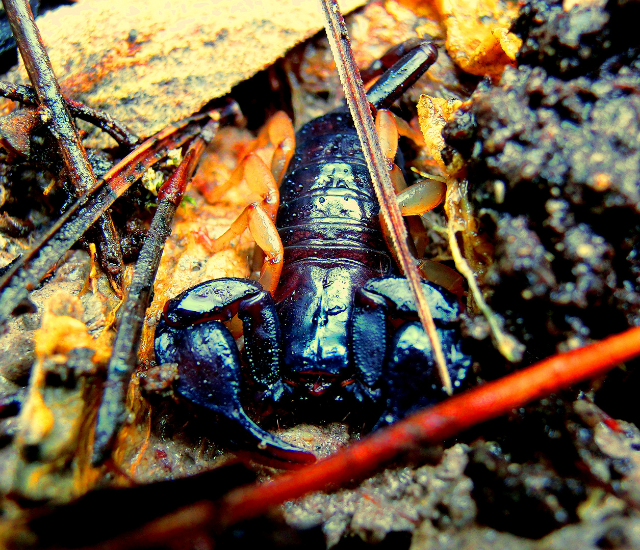 small Scorpion