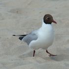 Small sea-gull