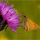 ~ Small skipper ~