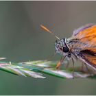 Small Skipper