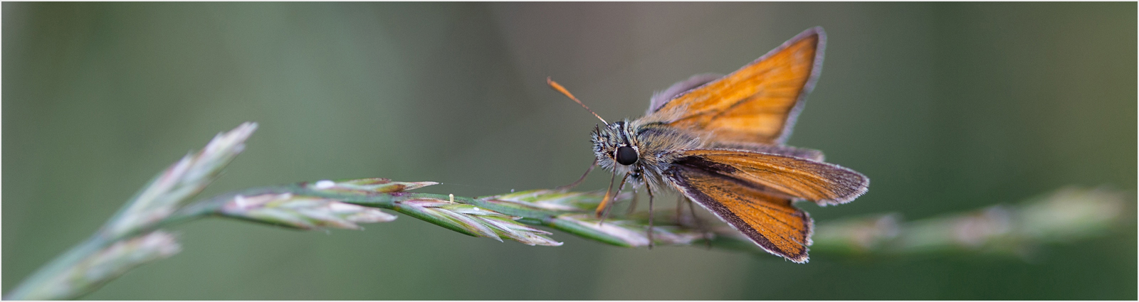 Small Skipper