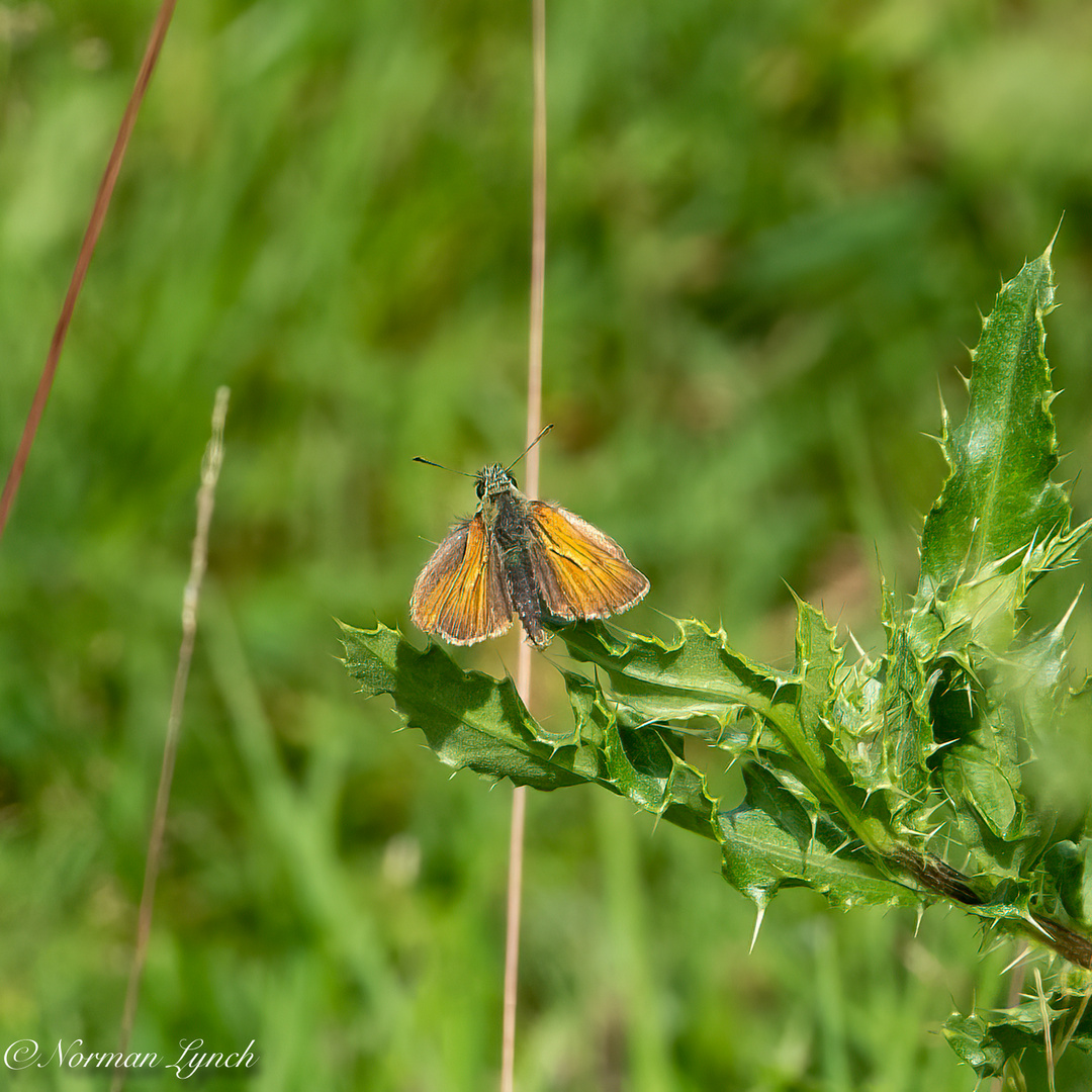 Small Skipper