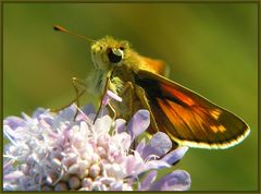 Small Skipper