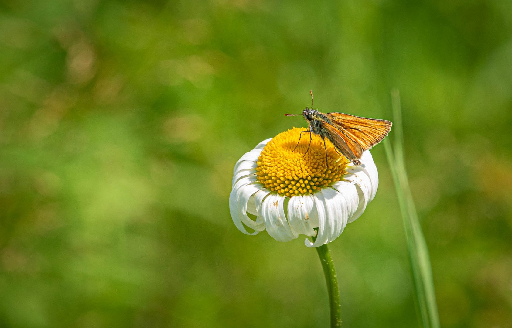 Small skipper - Thymelicus sylvestris - Braunkolbiger Braun-Dickkopffalter