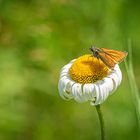 Small skipper - Thymelicus sylvestris - Braunkolbiger Braun-Dickkopffalter