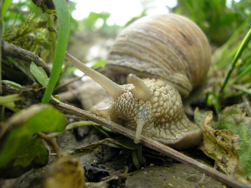 small snail