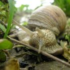 small snail