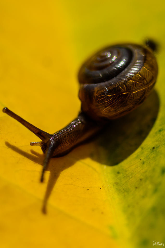 Small snail on leave