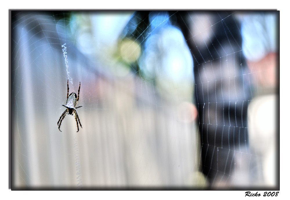 Small Spider 5mm