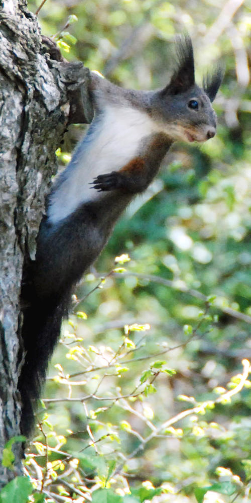 SMALL SQUIRREL