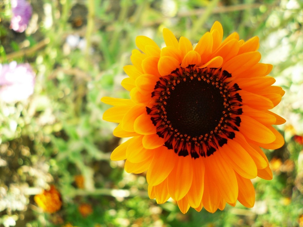 Small sunflower in my garden