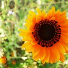 Small sunflower in my garden
