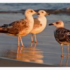 Small talk am Strand