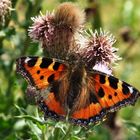 Small Tortoise Shell Butterfly