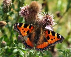 Small Tortoise Shell Butterfly