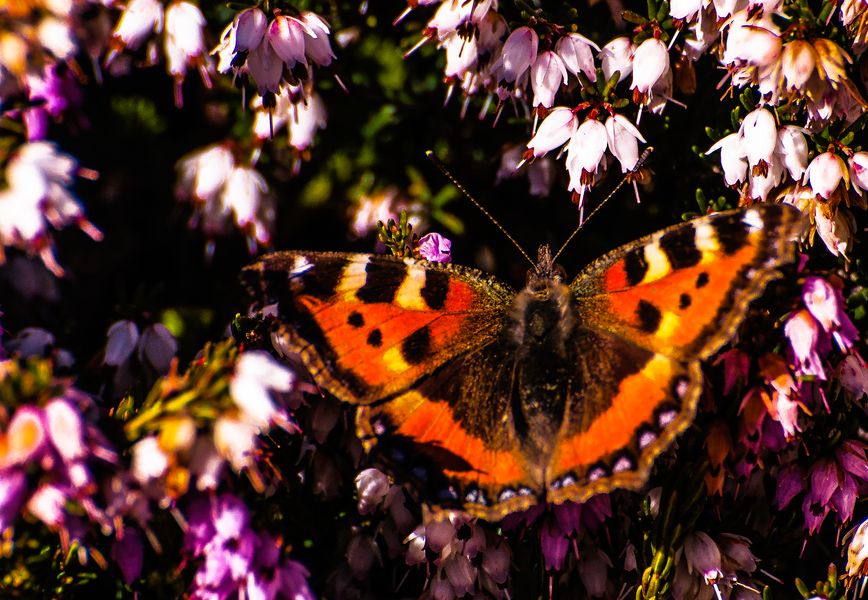 Small Tortoiseeshell Butterfly 2024