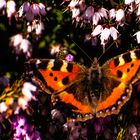 Small Tortoiseeshell Butterfly 2024