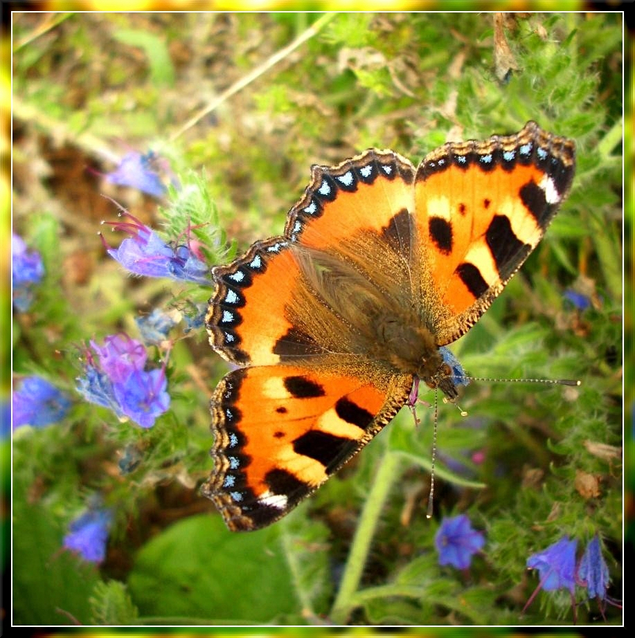 Small Tortoiseshell