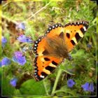 Small Tortoiseshell