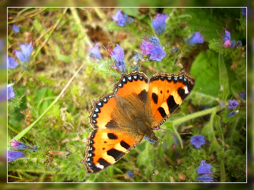 small tortoiseshell