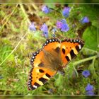 small tortoiseshell