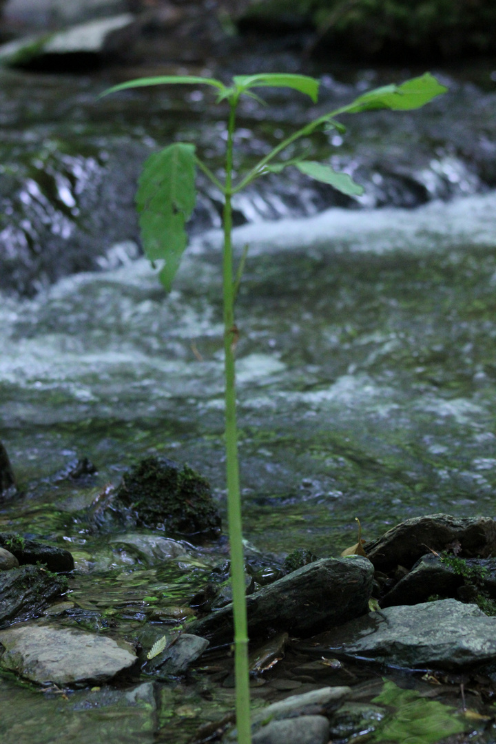 small tree watching the river