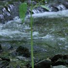 small tree watching the river