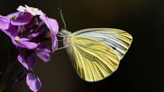 Small White #1